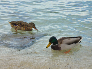Two ducks swimming peacefully in the water of Lake Geneva, in Geneva, Switzerland