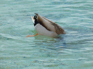Mallard duck diving its head into the water to hunt for food at Lake Geneva in Switzerland