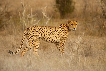 Cheetah Pausing in the Bush – Wild Cat in Natural Habitat