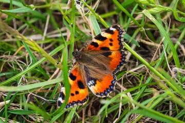 Obraz premium Vibrant orange butterfly on grass