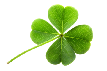 Clover isolated on transparent background St Patricks Day symbol full depth of field