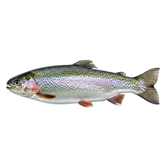 Obraz premium Rainbow trout fish illustration with detailed scales and fins isolated on transparent background
