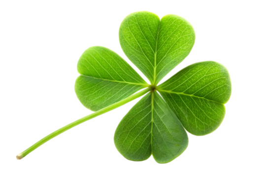 Clover isolated on transparent background St Patricks Day symbol full depth of field