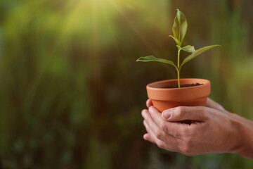 Planting tree. Man holding pot with young seedling outdoors, closeup. Space for text
