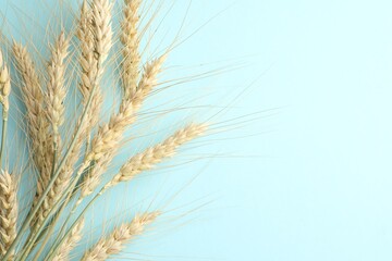 Many wheat spikes on light background, flat lay. Space for text