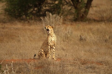 Yawning Cheetah Sitting in Open Grassland – Wild Predator Moment