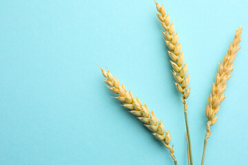Wheat spikes on turquoise background, flat lay. Space for text