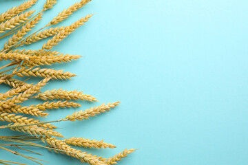 Many wheat spikes on turquoise background, flat lay. Space for text