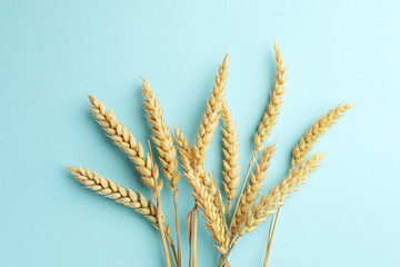Many wheat spikes on light turquoise background, flat lay