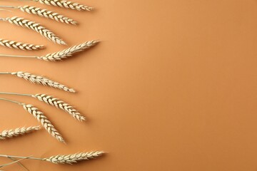 Many wheat spikes on golden background, flat lay. Space for text
