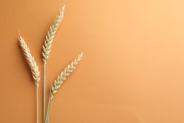 Wheat spikes on golden background, flat lay. Space for text © New Africa