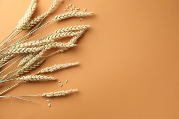 Many wheat spikes and seeds on golden background, flat lay. Space for text