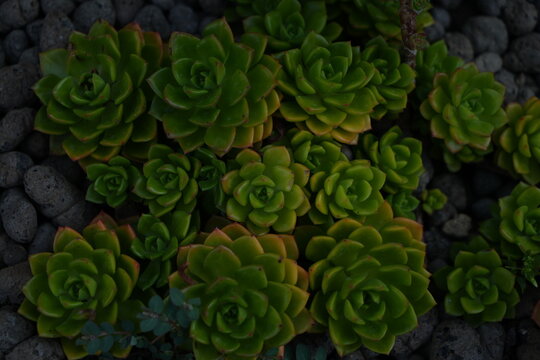 Moody dark green succulents with geometric rosette shapes, close-up nature texture.