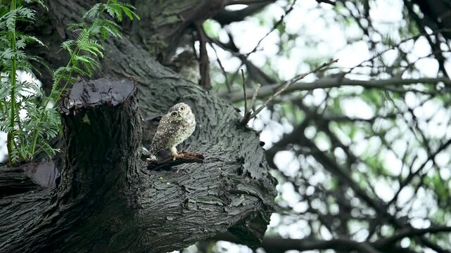 A Spotted Owlet sits alertly while rotating its head in a curious and animated manner. Captured in natural light, highlighting typical owl behavior.