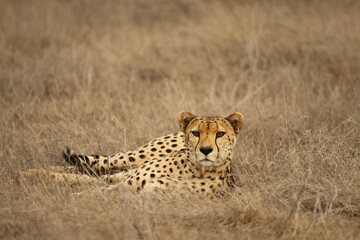 Cheetah Resting in Grass – Close-Up of Alert Wild Cat
