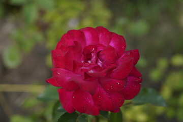 quantum valentine roses on different scales and macro photography
