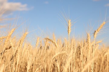 Golden wheat ears growing in field under blue sky, closeup