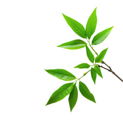 Fototapeta premium Close-up of vibrant green leaves on a branch, isolated against a dark background