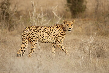 Cheetah Walking Through Dry Grass – Wild Cat in Motion