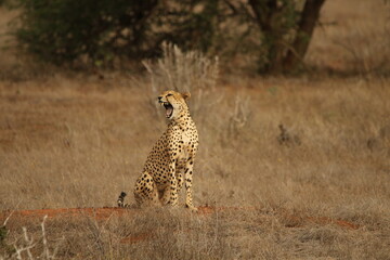 Yawning Cheetah Sitting Upright on Savannah Termite Mound