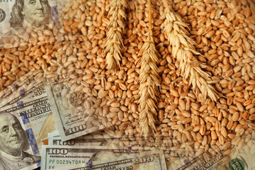 Rising wheat price. Grains and dollar bills, double exposure