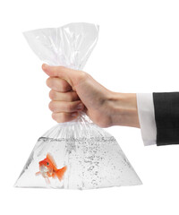 Woman holding plastic bag with water and goldfish against white background, closeup