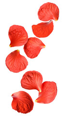 Red hibiscus petals falling on white background