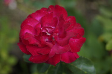quantum valentine roses on different scales and macro photography