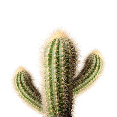Green cactus with needles on white background