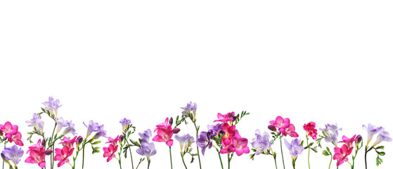 Many beautiful freesia flowers on white background. Banner design
