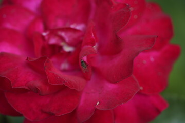 quantum valentine roses on different scales and macro photography