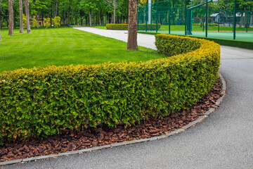 Decorative green hedge near the lawn and asphalt path on the alley in the city garden or public park. Trimmed green fence from natural bush. Mulch with tree bark