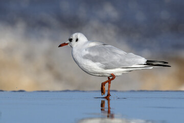 Naklejka premium Black headed Gull, winter plumage bird