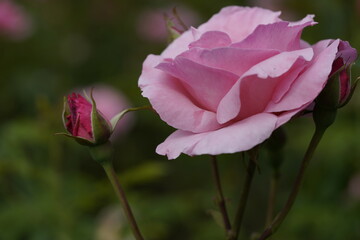 quantum valentine roses on different scales and macro photography