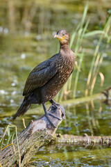 Cormorant bird perches on submerged tree branch, surrounded by calm, green wetland waters. Scene exudes peaceful, natural ambiance, capturing moment in bird habitat