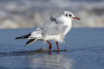 Black headed Gull