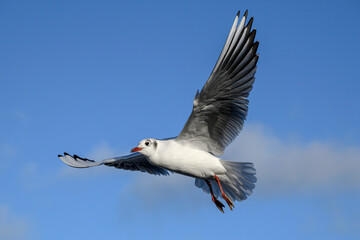 Black headed Gull in flight, winter plumage bird