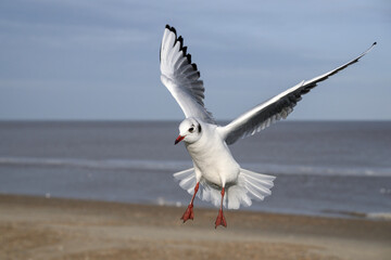 Black headed Gull in flight, winter plumage bird