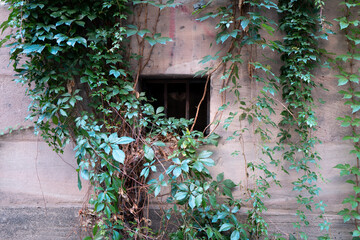 Dornr&ouml;schen Fenster