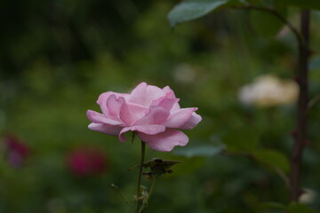 quantum valentine roses on different scales and macro photography