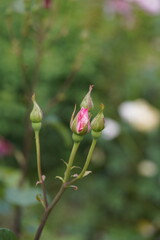 quantum valentine roses on different scales and macro photography