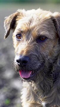 An Adorable Scruffy Terrier Mix Dog Panting Happily Outdoors, with a Curious Expression and a Playful Lick of the Nose, Ideal for Pet Adoption Videos
