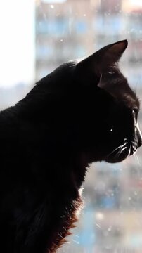 A Mysterious Black Cat with Striking Green Eyes Sitting by a Window, Silhouetted by the Bright Daylight Before Turning to Look at the Camera