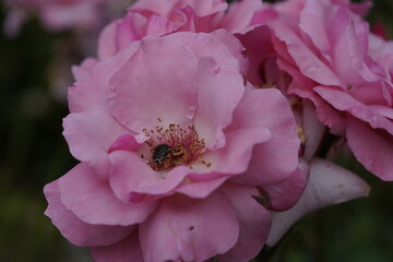 quantum valentine roses on different scales and macro photography