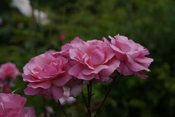 quantum valentine roses on different scales and macro photography
