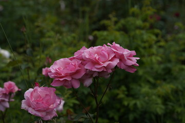 quantum valentine roses on different scales and macro photography