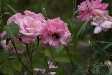 quantum valentine roses on different scales and macro photography