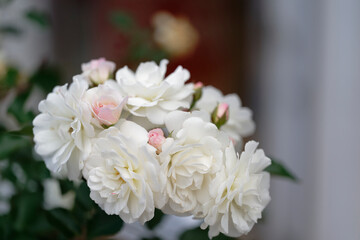 bouquet of white roses