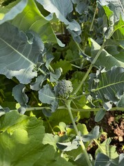 Broccoli Growing 2025