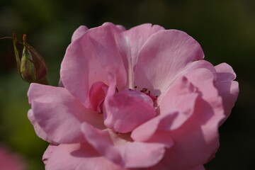 Naklejka premium quantum valentine roses on different scales and macro photography